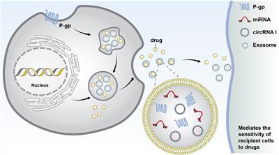 Exosomes: a significant medium for regulating drug resistance through cargo delivery